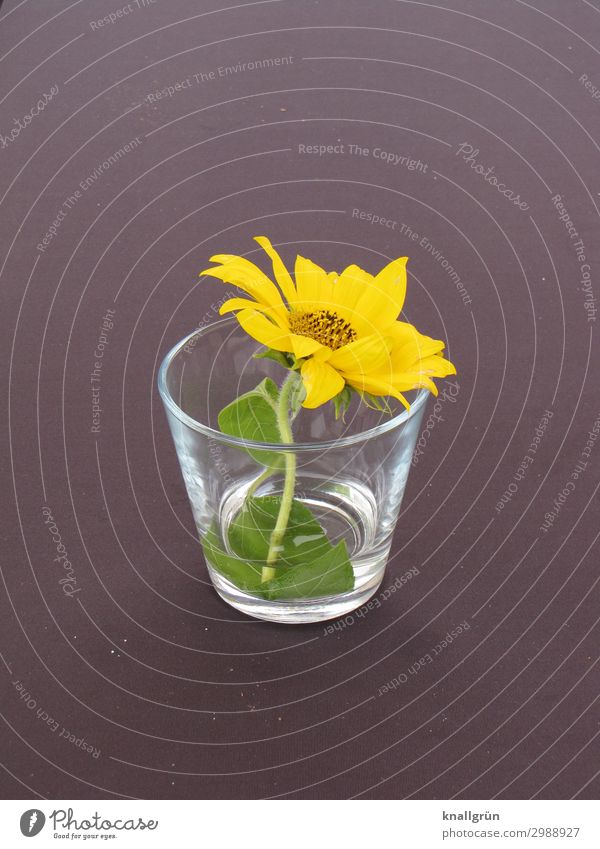 table decoration Plant Flower Blossom Tumbler Blossoming Fragrance Beautiful Yellow Gray Green Emotions Romance Nature Table decoration Bouquet Individual