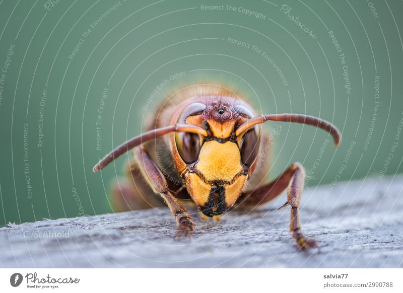 rodent Environment Nature Animal Wild animal Animal face Wasps Hornet Feeler Compound eye 1 Wood Exceptional Threat Colour photo Exterior shot