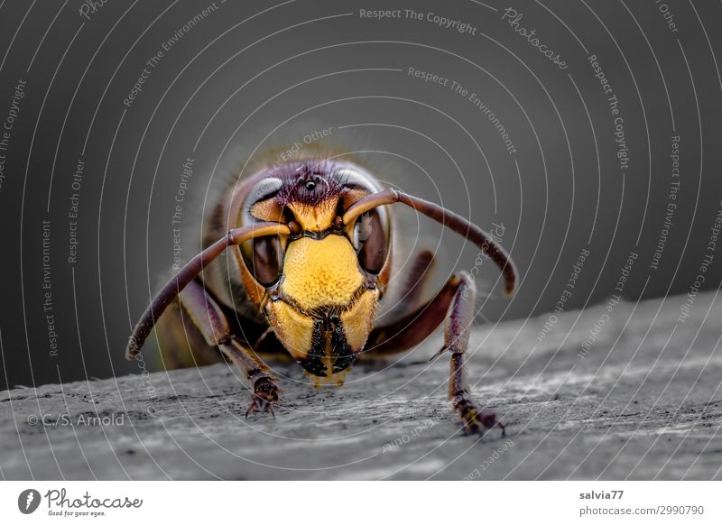 hornet Environment Nature Animal Animal face Wasps Hornet Insect Feeler Compound eye 1 Wood To feed Crawl Exceptional Threat Eating Gnaw Face Head Colour photo