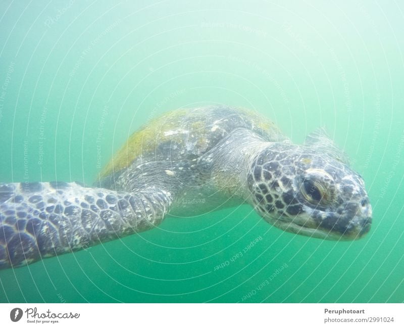 Green turtle that comes to you underwater Beautiful Life Ocean Island Environment Nature Animal Natural Cute Wild Blue Colour marine Aquatic Coral ecosystem