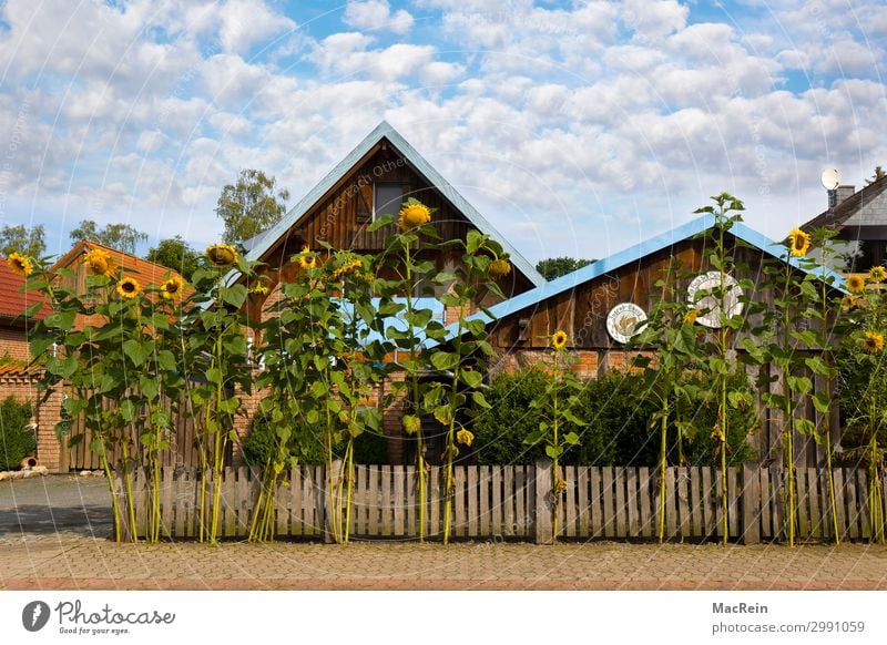 Sunflowers in front of a house Summer House (Residential Structure) Garden Environment Nature Plant Clouds Beautiful weather Warmth Agricultural crop Village