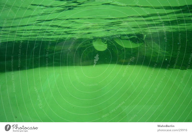 Penguin Pool II Underwater photo Aquarium Waves Dive Air bubble Green zoo visit Swimming & Bathing