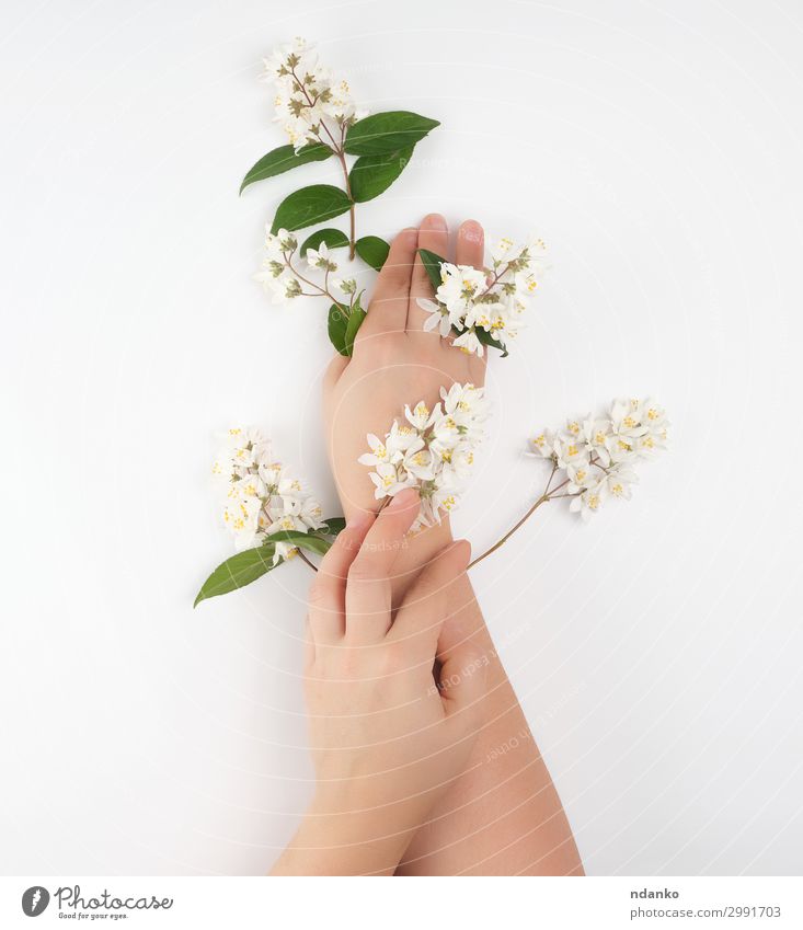 female hands and small white flowers Beautiful Body Skin Manicure Medical treatment Wellness Well-being Spa Decoration Feasts & Celebrations Woman Adults Hand