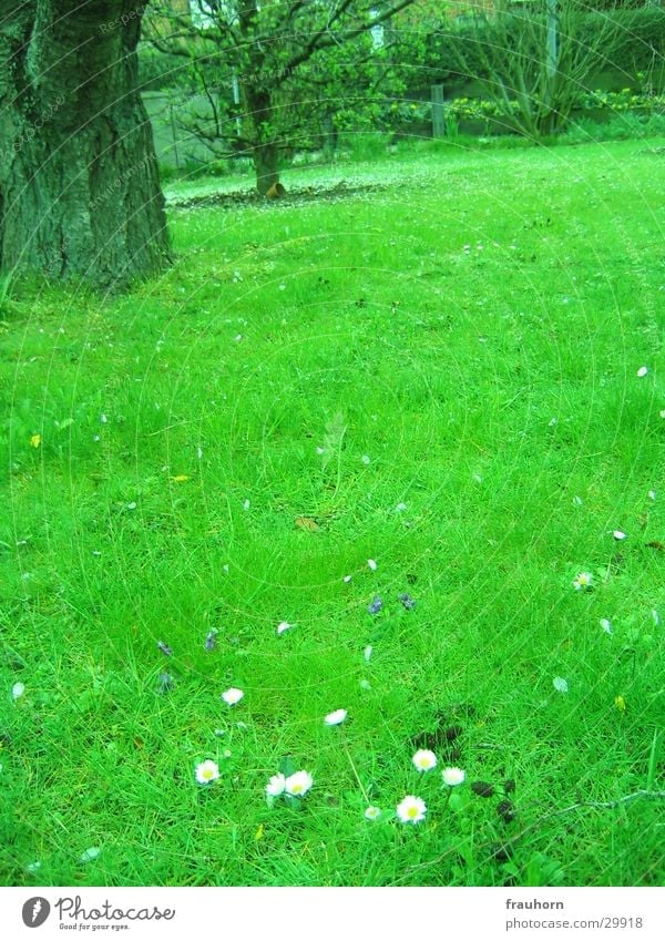 spring garden Tree Spring Grass Garden Lawn Daisy Far-off places