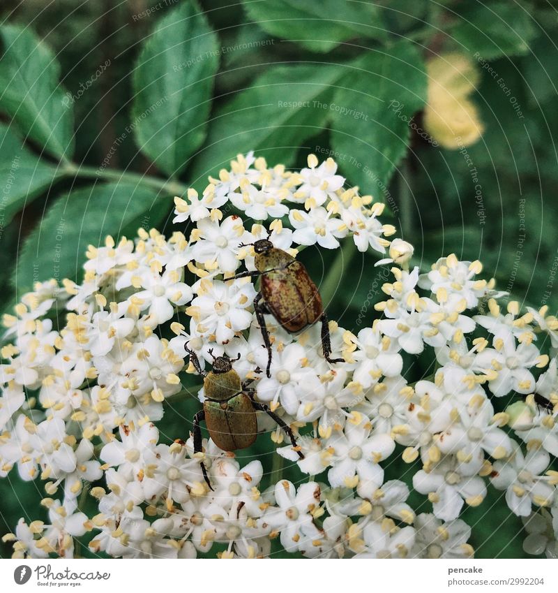 land of milk and honey Nature Plant Leaf Blossom Wild plant Forest Beetle Blossoming Discover To feed Crawl To swing Summer June beetle Elderflower Colour photo