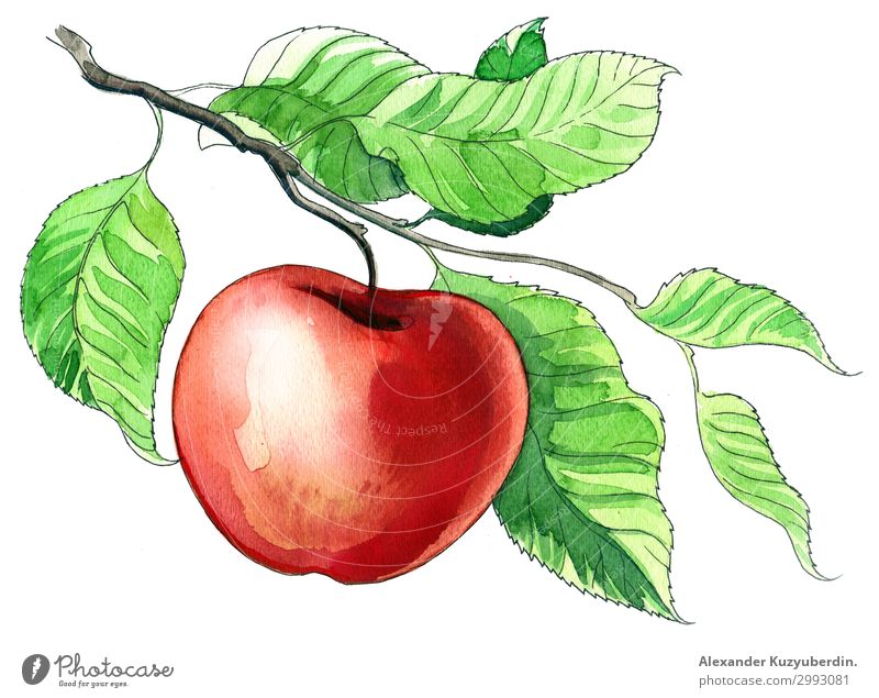 Red apple Food Fruit Apple Nutrition Eating Breakfast Lunch Juice Diet Tree Branch Crops Agriculture Art Image Illustration Drawing Watercolor Leaf Colour photo