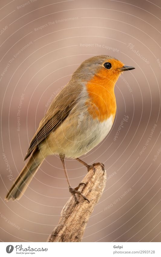 Pretty bird With a nice orange red plumage Beautiful Life Man Adults Environment Nature Animal Bird Wood Small Natural Wild Brown Gray White wildlife robin