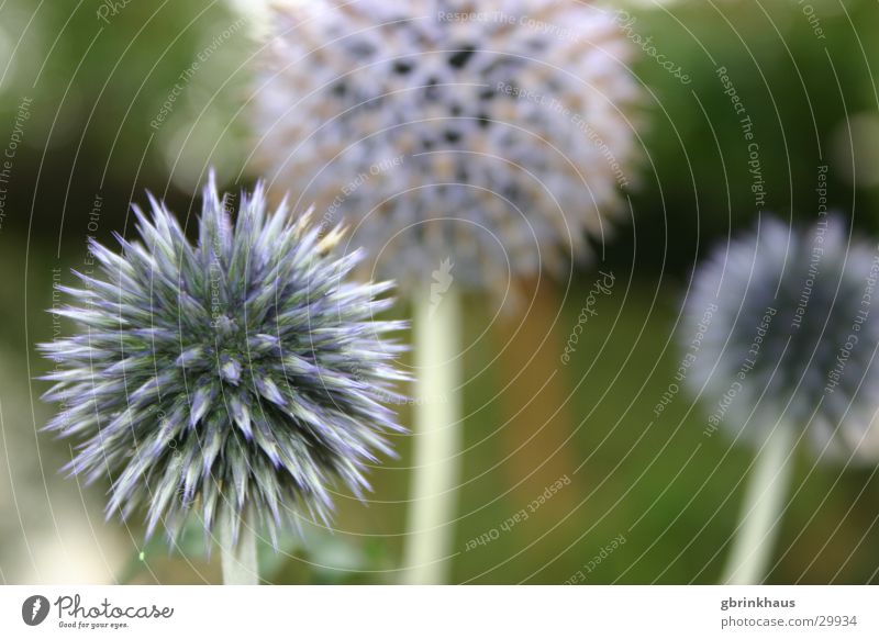 Blue spines Thistle Botany Flower Thorn Garden Prongs