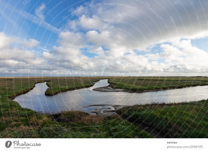 salt marshes Vacation & Travel Summer Nature Landscape Animal Sky Clouds Spring Beautiful weather Plant Grass glasswort Meadow Coast North Sea St. Peter-Ording