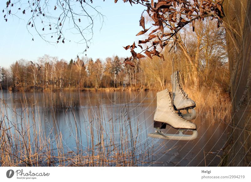 Landscape with frozen lake and historical skates on the tree Sports Winter sports Environment Nature Plant Cloudless sky Ice Frost Tree Grass Lakeside