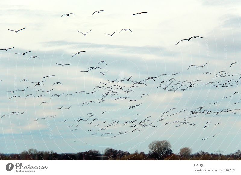 a flock of birds flies in front of a cloudy sky Environment Nature Landscape Plant Animal Sky only Spring Tree Field Bird Flock Movement Flying Authentic