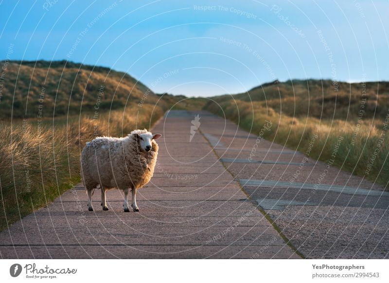 Single sheep on an empty road facing the camera Vacation & Travel Summer Sun Nature Landscape Beautiful weather Grass Street Observe Funny Cute Loneliness