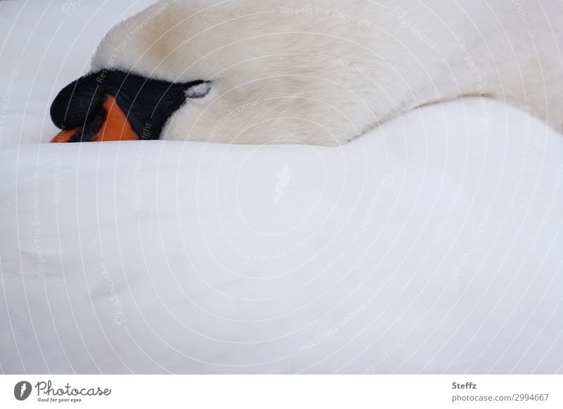 softly embedded Swan Sleep Relaxation Break Feather Serene Dream asleep Siesta relaxed tranquillity soft embedded Undisturbed Peaceful comfort Cozy fall asleep