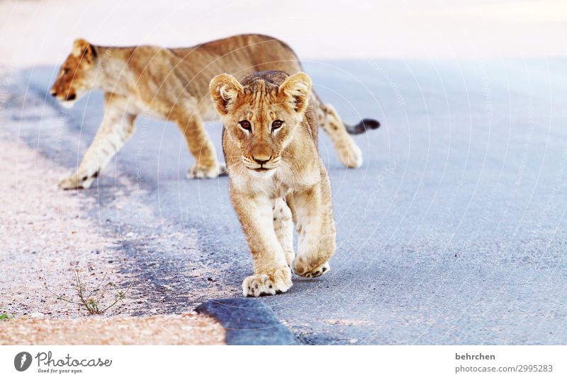 corona thoughts | wanderlust Animal portrait blurriness Sunset Sunrise Sunlight Contrast Exterior shot Playing Curiosity Cute Baby animal Force Hunting Deserted