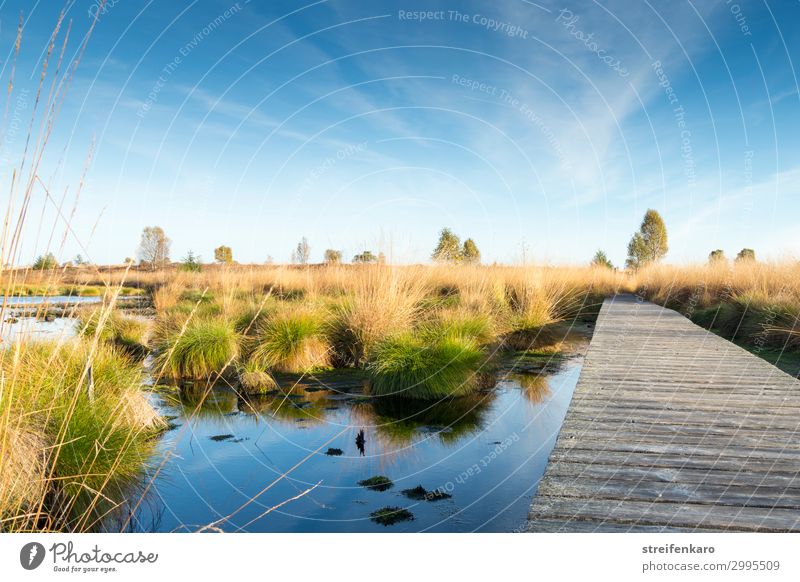 morning calm Environment Nature Landscape Plant Water Sky Sun Spring Beautiful weather Bog Fen High venn Esthetic Exceptional Infinity Natural Blue Brown Yellow