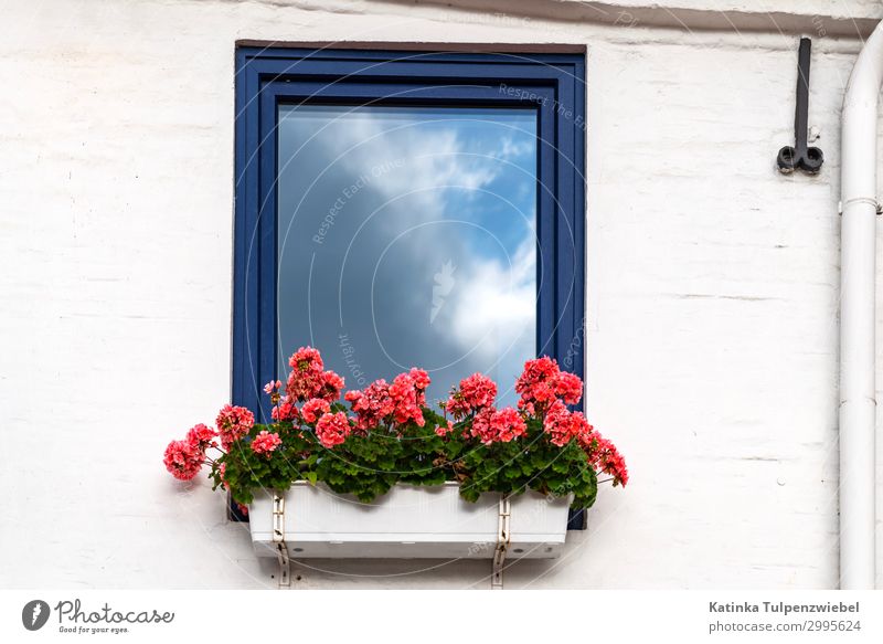 Sonne und Wolken, Fenster, Reflektion und Geranien = Sommer House (Residential Structure) Dream house Wall (barrier) Wall (building) Window Blue Multicoloured