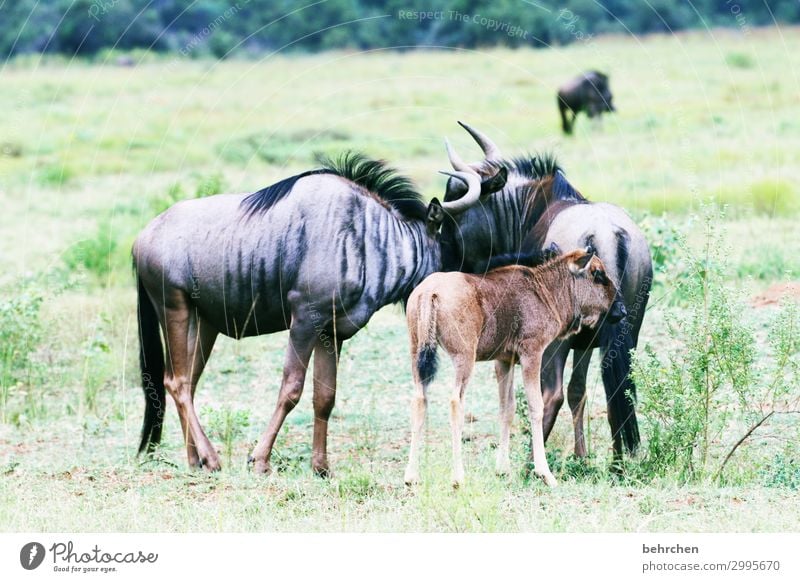 family happiness Vacation & Travel Tourism Trip Adventure Far-off places Freedom Safari Wild animal Animal face Pelt Gnu wildbeast Pair of animals Baby animal