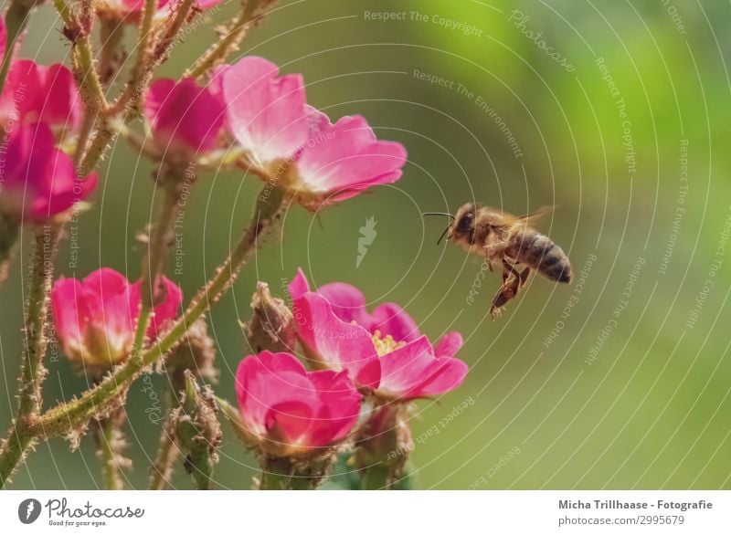 Bee approaching flowers Nature Plant Animal Sunlight Beautiful weather Flower Blossom Blossom leave Farm animal Wild animal Animal face Wing Head Eyes Feeler