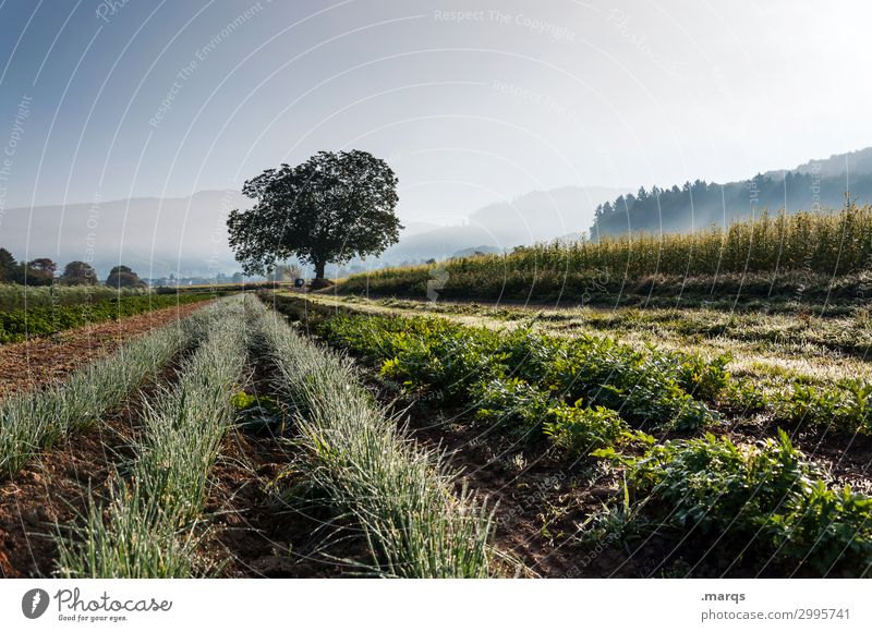 agriculture Nature Landscape Cloudless sky Spring Summer Beautiful weather Fog Tree Agricultural crop Herbs and spices Field Row Organic farming Organic produce