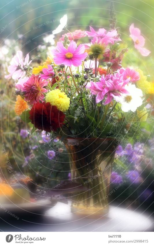 Autumn bouquet in glass vase Plant Beautiful weather Flower Leaf Blossom Garden Blue Yellow Green Orange Pink Red White Bouquet Aster Dahlia Cosmos Vase Bowl