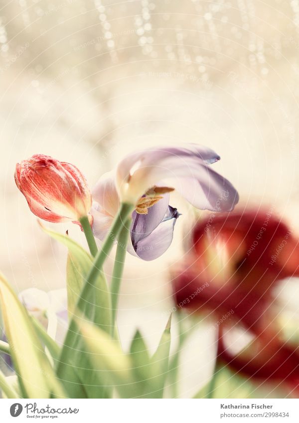 tulips Nature Plant Spring Summer Autumn Winter Tulip Leaf Blossom Blossoming Faded Green Violet Pink Red Turquoise White Tulip bud Colour photo Interior shot