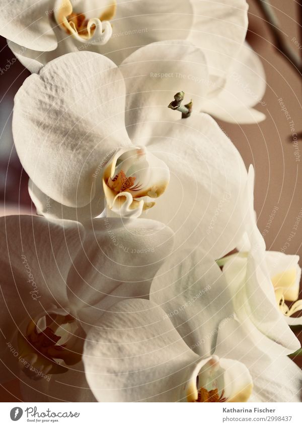 orchid Nature Plant Spring Summer Autumn Winter Orchid Leaf Blossom Blossoming Yellow Orange White Orchid blossom Pistil Bud Colour photo Interior shot Close-up