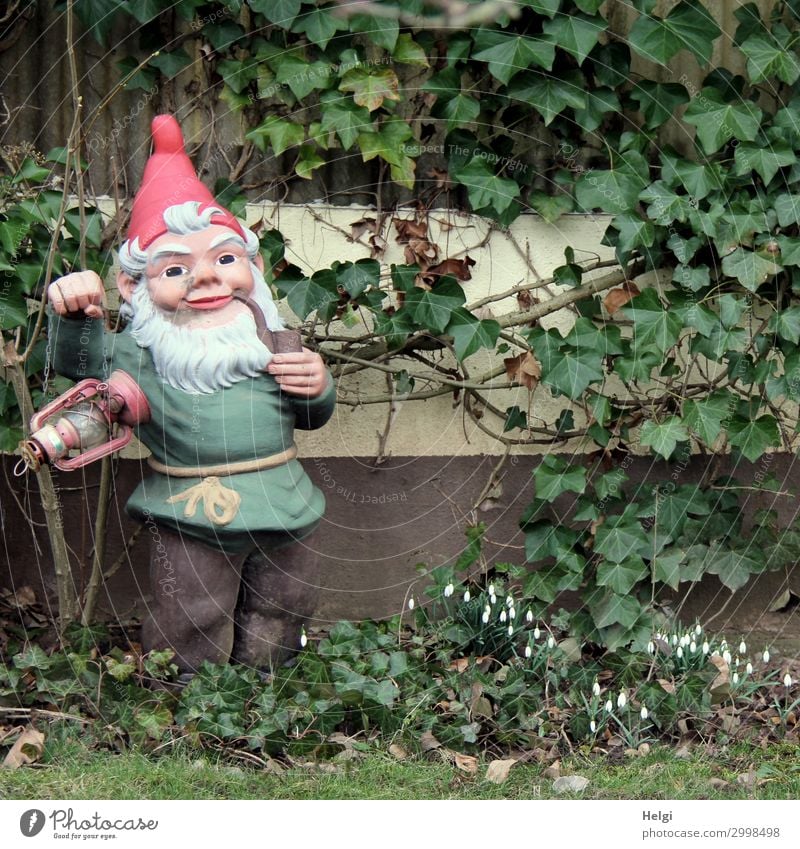 Garden gnome with lantern and pipe stands in front of a garden house overgrown with ivy Environment Nature Plant Spring Grass Ivy Leaf Blossom Snowdrop