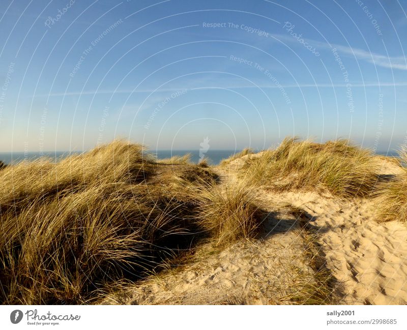 North Sea view... Grass Marram grass Ocean Island Dune Beach dune Far-off places Maritime Freedom Horizon Environmental protection Vacation & Travel Sand Wind