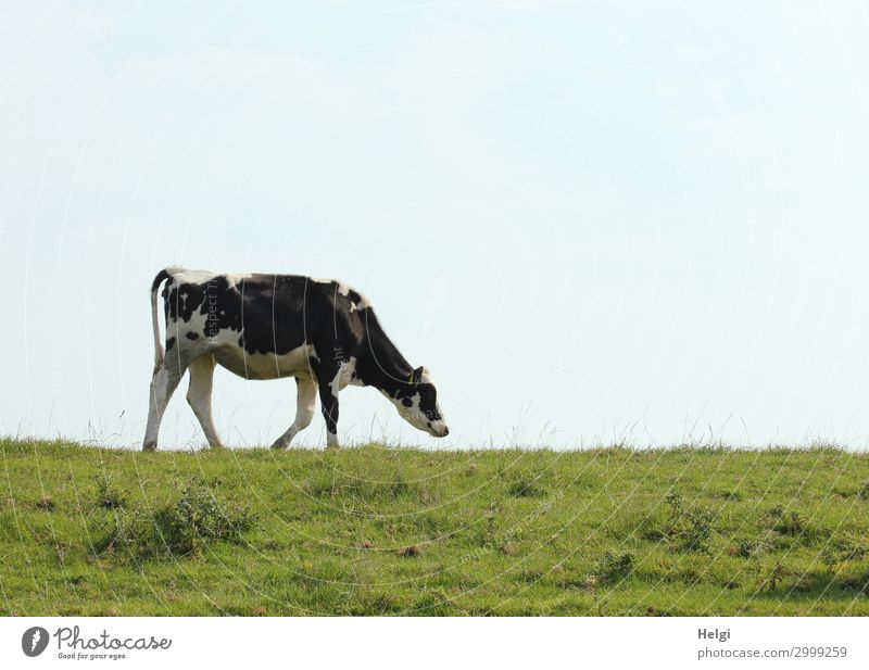 a lonely cow runs along the dike in fine weather Environment Nature Landscape Plant Animal Sky Summer Grass Foliage plant Farm animal Cow 1 Movement Going