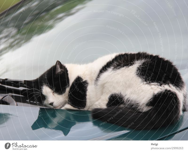 black and white cat lying on a car in the sunshine Autumn Car Animal Pet Cat 1 Lie Sleep Authentic Exceptional Uniqueness Gray Black White Contentment Calm