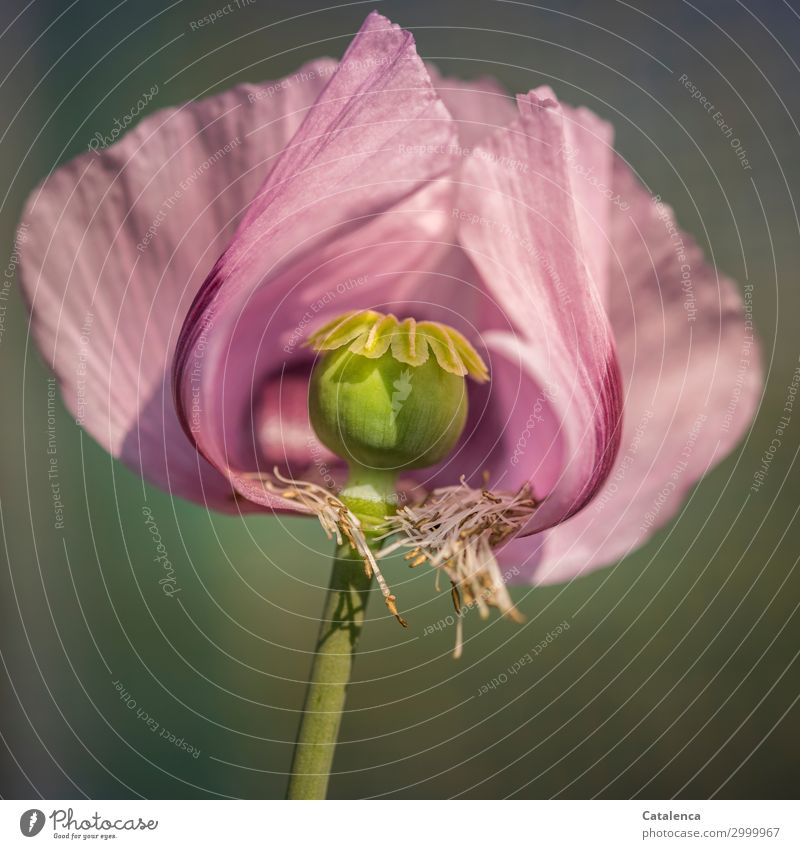 Half poppy, pink poppy flower Environment Nature Plant Summer Flower Leaf Blossom Poppy blossom Poppy capsule Garden Meadow Field Blossoming Faded pretty Yellow