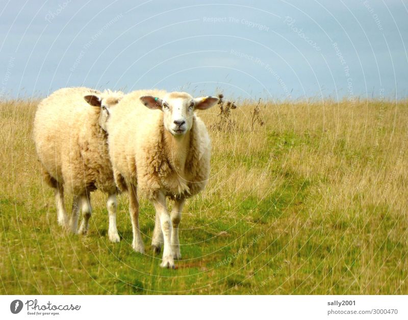 Coming... Grass Animal Farm animal Sheep Flock 2 Pair of animals Going Together Relationship Resolve Friendship Curiosity Teamwork Lanes & trails Pasture