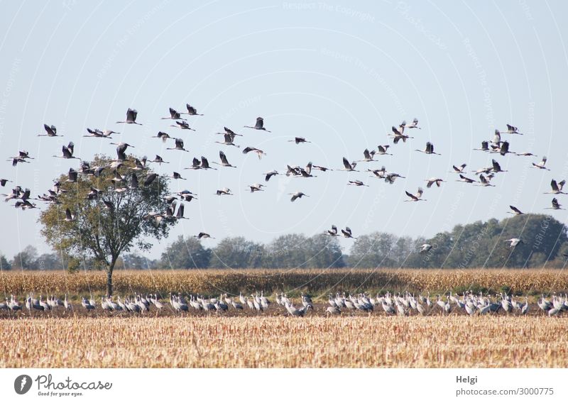 many cranes standing on a field and flying in the air Environment Nature Landscape Plant Animal Autumn Tree Agricultural crop Maize Maize field Field