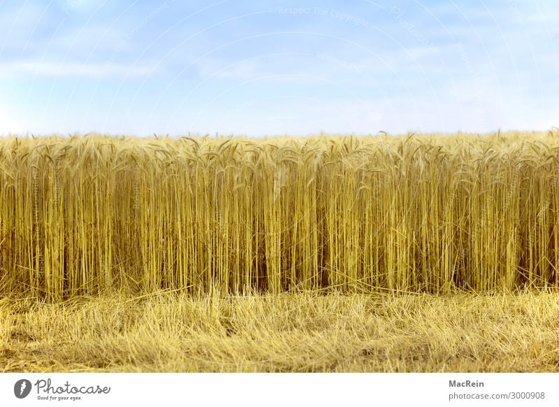 cornfield Agriculture Forestry Nature Landscape Field Yellow Gold Stubble field Ear of corn Cornfield Grain Harvest Reap Colour photo Exterior shot Deserted