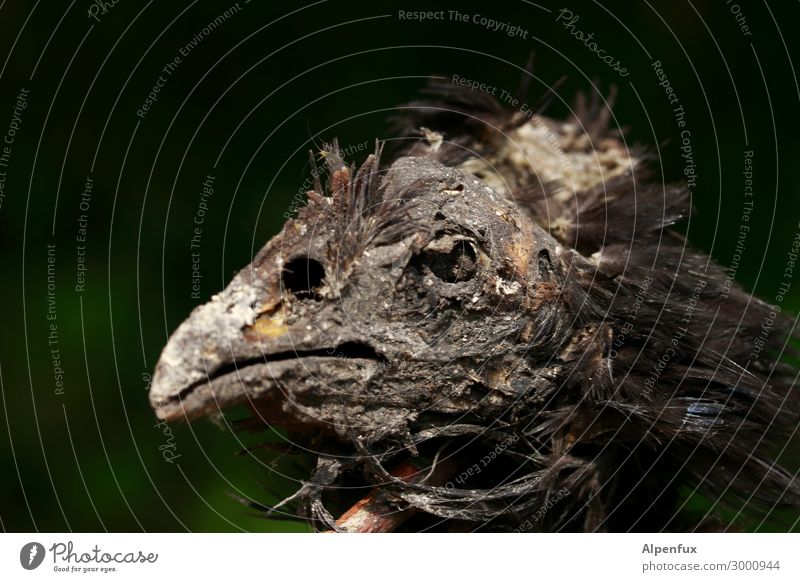 Animal portrait (Tut Ench Amhuhn) mummified chicken head mummy Death Dead animal Bird Deserted Sadness Transience Grief Mummification Close-up Colour photo