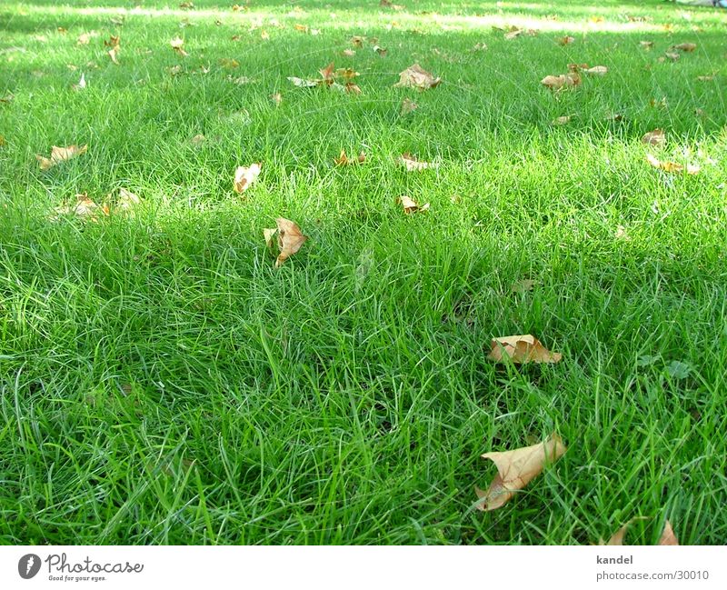 Five before autumn Grass Autumn Juicy Green Brown Light Meadow Leaf Lawn Shadow Nature