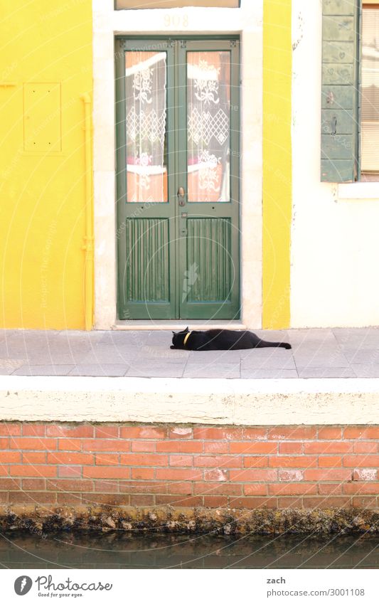 yellow | green Living or residing House (Residential Structure) Venice Burano Italy Fishing village Old town Wall (barrier) Wall (building) Facade Window Door