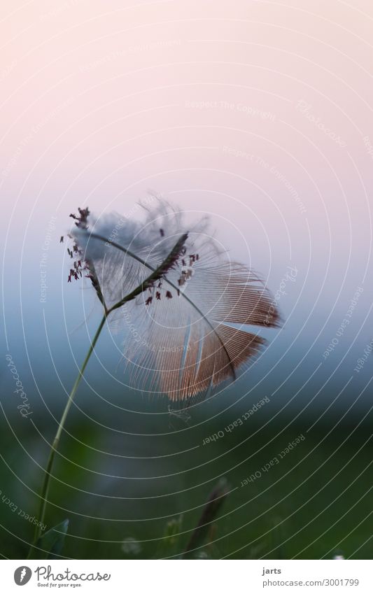 lightness Summer Grass Meadow Lake Exceptional Natural Beautiful Serene Calm Nature Feather Easy Colour photo Exterior shot Close-up Detail Deserted