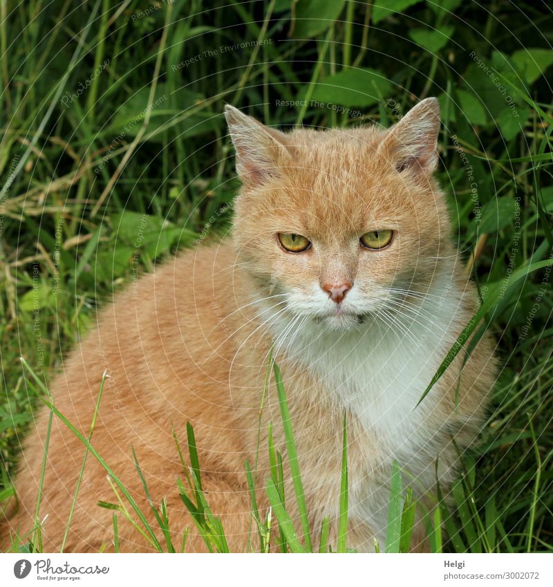 red tabby cat sits in the grass and looks concentrated forward Plant Grass Garden Animal Pet Cat 1 Observe Looking Sit Authentic Uniqueness Natural Curiosity