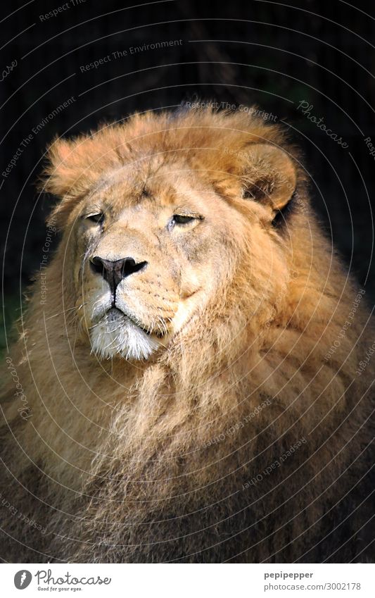 one of big five Animal Wild animal Cat Lion 1 Old Brown Bravery Power Might Colour photo Exterior shot Long shot Looking into the camera