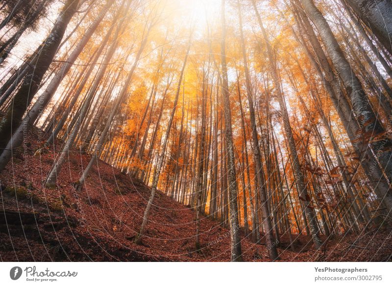 Autumn deciduous forest with orange foliage on sunny day Calm Sun Hiking Nature Landscape Weather Beautiful weather Warmth Tree Leaf Forest Exceptional Natural