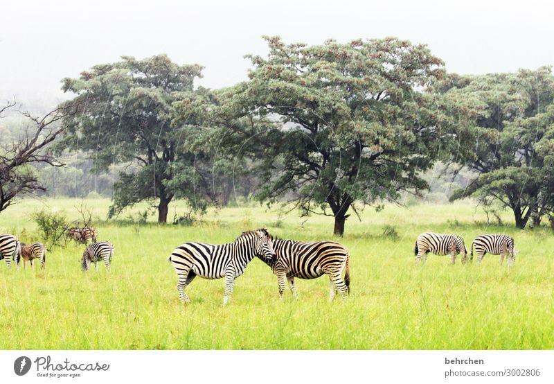 be one Vacation & Travel Tourism Trip Adventure Far-off places Freedom Safari Environment Nature Landscape Tree Grass Bushes Wild animal Animal face Pelt Zebra