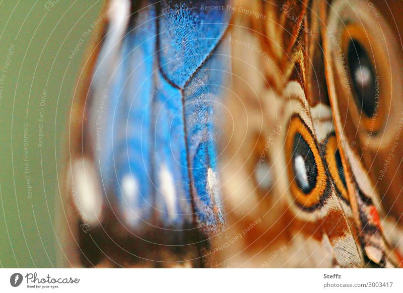 Sky butterfly with eyespots morphoid age Morpho peleides blue Morphof age butterflies Butterfly Noble butterfly butterfly wings Wing pattern flapping