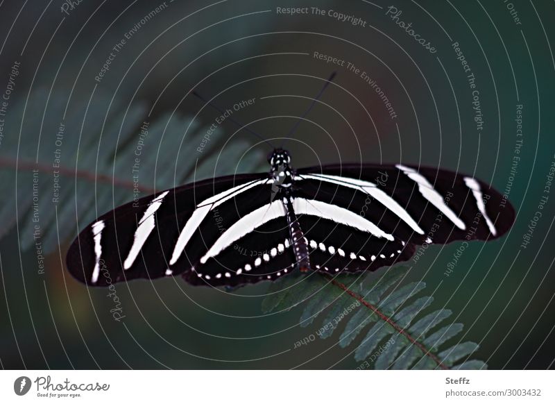 Zebra butterfly - the striped butterfly zebra butterfly Noble butterfly Butterfly butterfly wings butterflies Grand piano exotic butterfly