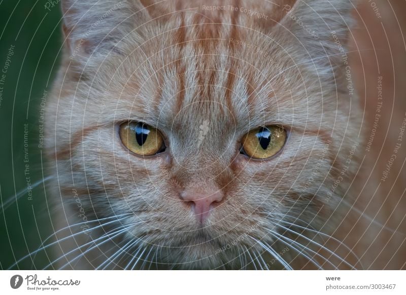 Portrait of a redhead british shorthair cat Animal Pet Cat Animal face 1 Soft Red British shorthair cat cat breed claws sleep cat head copy space cuddly