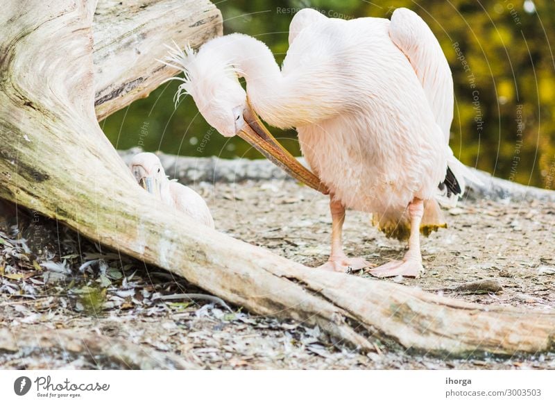 The Pink-backed Pelican or Pelecanus rufescens portrait Exotic Beautiful Life Vacation & Travel Nature Animal Bird 1 Funny Natural Cute Wild White Colour