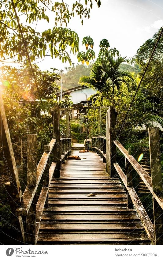 favorite bridge Palm tree Dog Wanderlust Iban Authentic Malaya Borneo Freedom Adventure vacation travel Far-off places Sarawak Vacation & Travel Exceptional