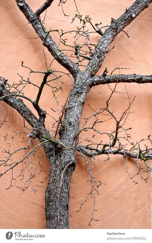 the tree Tree Tree trunk Twigs and branches Nature Colour photo Strong Firm Life Fessade House (Residential Structure) Wall & Wall