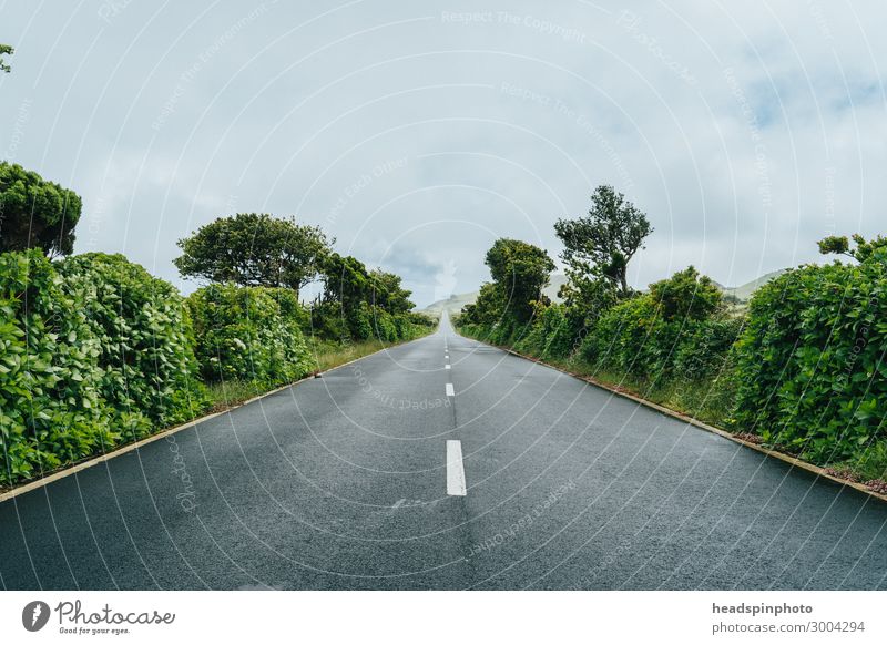 Straight road through green nature and clouds, Azores, Portugal Vacation & Travel Tourism Trip Environment Nature Landscape Plant Sky Clouds Storm clouds Summer