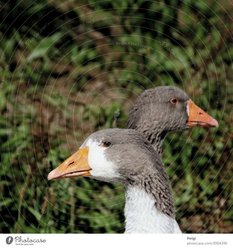 Close-up of two geese, standing one behind the other, holding their heads in opposite directions Environment Nature Plant Animal Farm animal Bird Animal face
